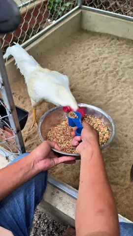 Ngũ cốc gà đá #ngucoc #ngucocga #ngucocgada #ngucocsausay #ngucocchoga #ngũcốcgàđá #ngucocdaiphat #ngucocdaiphatpetfood #ga #gada 