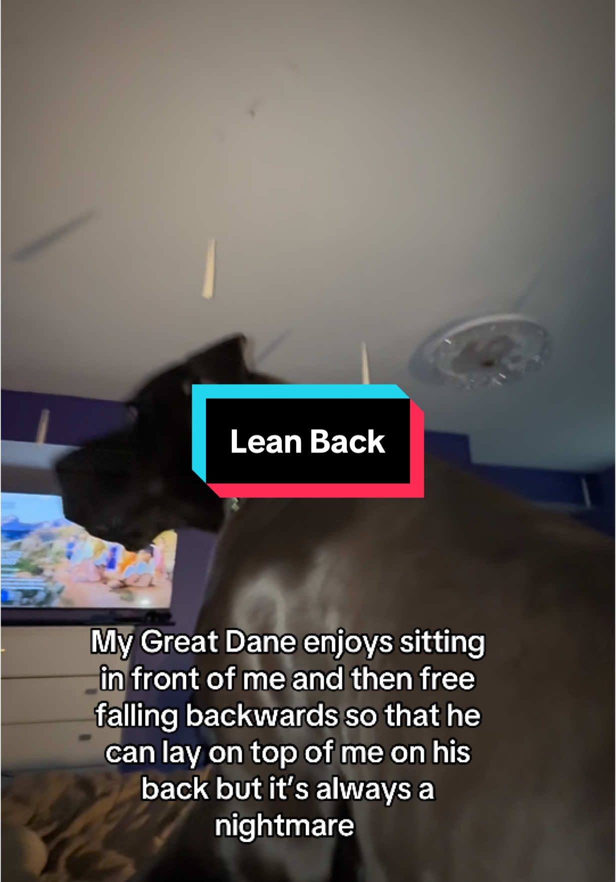 How do I explain to him that he’s huge #greatdane #bigdog #dog #giantdog #puppy #bed #relax #rest #glynisleigh