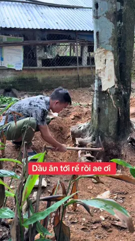 Khai thác trầm hương tại xứ Giàn Xoay hôm nay 👇#trầmhuongthiennhien @Trầm Hương Huỳnh Đức Tài 