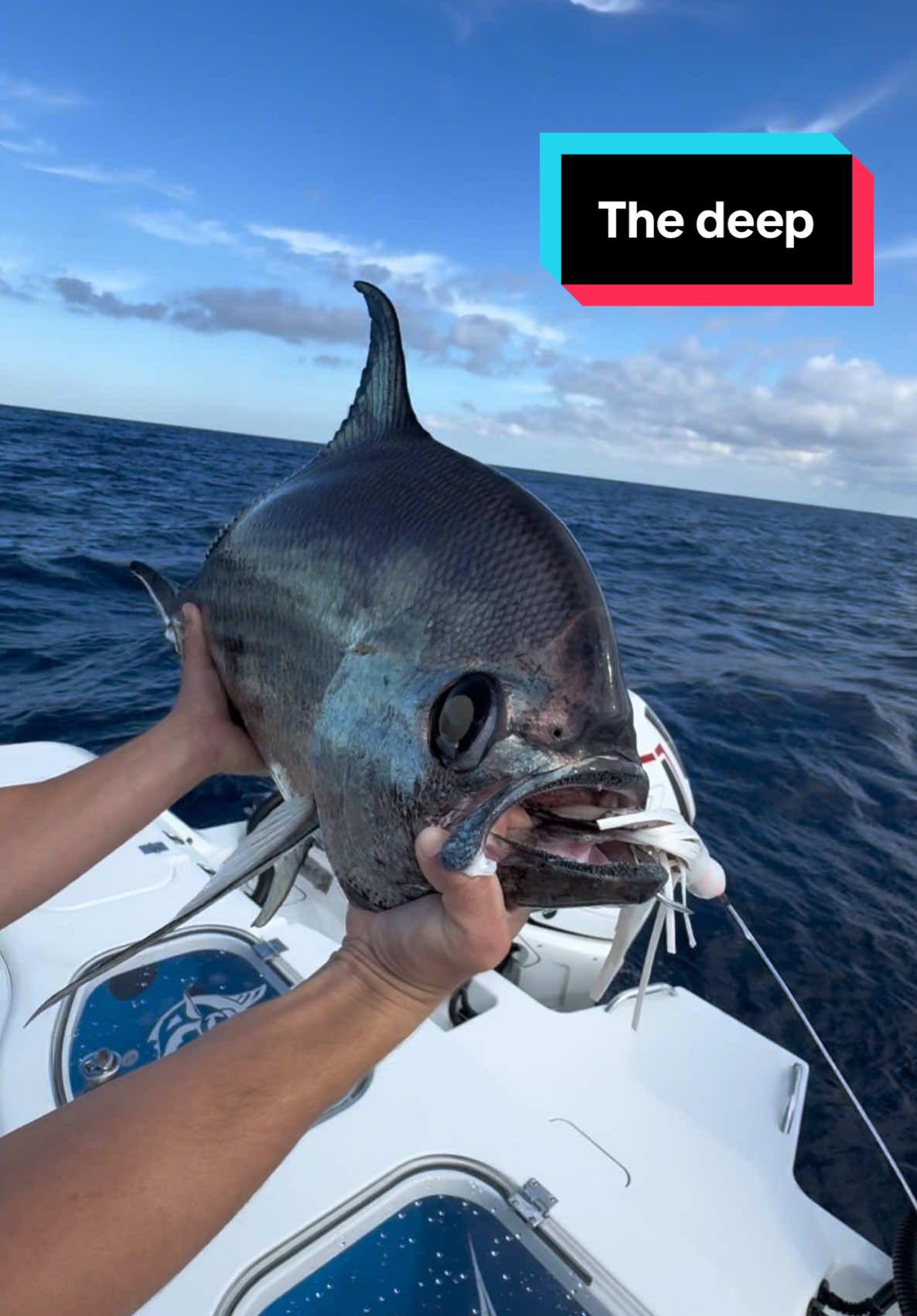 You never know what you might find down there. #Lyonfish. Instagram link in bio. Tiktok no fish were harmed in this video. #florida #offshore #shark #tuna #wahoo #deep #animals #wildlife #fish #fishing #fishtok #snapper #grouper #boat #bahamas #travel 