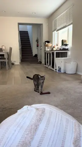 I love the way she meows when she wants to show off her toy. #funnymoments #cat #cats #catsoftiktok #catlover #fyp