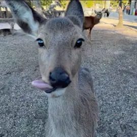I have a exam tomorrow 😔 #deer #me #fyp 