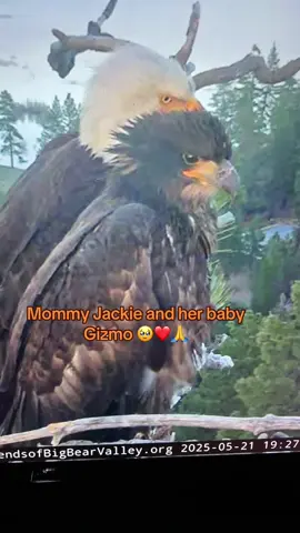 #foryoupage #fyp #FOBBV #jackieandshadow #sunnyandgizmo #friendsofbigbearvalley #eaglets #eagles #gizmo #bigbearcalifornia  ❤️💖🙏