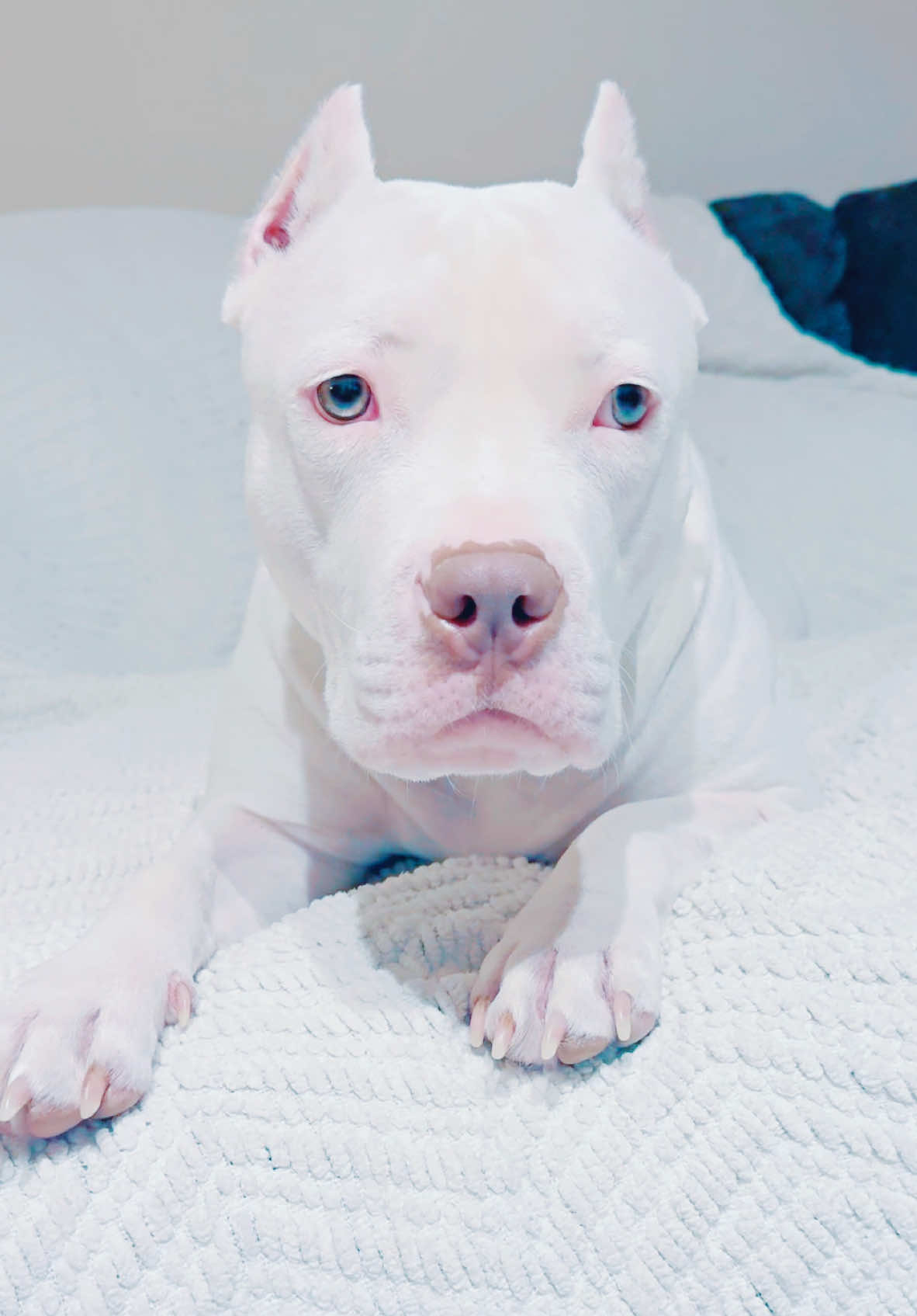 Pretty girl 🌬️🤍  #americanbully #whitedog #bullybreed #beautifuldogs 