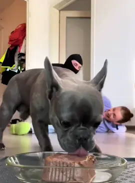 Pretend to have an intruder and see my dog reaction #dog #funnyvideos #fyp #dogsoftiktok #funnydog #doglover 