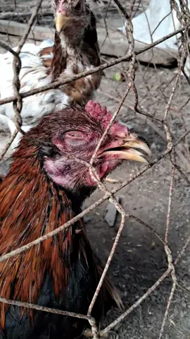 lên đờm khó thở dùng flodxy thái