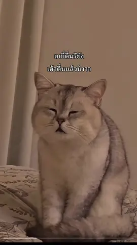 มอนิ่งจ้ะทุกคนนนน #fyp #ตลก #มีมแมว 