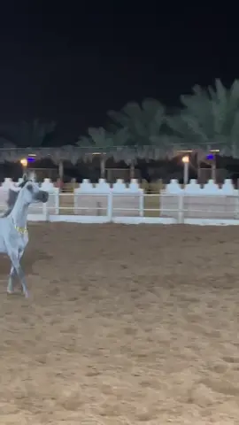 #خيل_وخياله🐎 #خيل #مهره #خيل_عربي_اصيل #خيول #خيول_عربية_اصيلة #الخيل #الخيل_من_خيالها #الخيول #اكسبلور #اكسبلورexplore #اكسبلورر #اكسبلوررررر #اكسبلور_تيك_توك #السعودية #الامارات #قطر #الكويت #الاردن #سوريا #عمان #العراق 