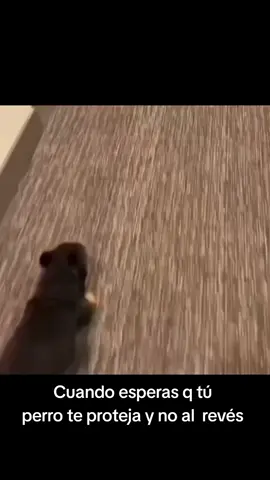 Ve delante tú q yo te cubro #perros #miedo #perrodecasa #vetudelante #yoteesperoaqui #diadeperros 