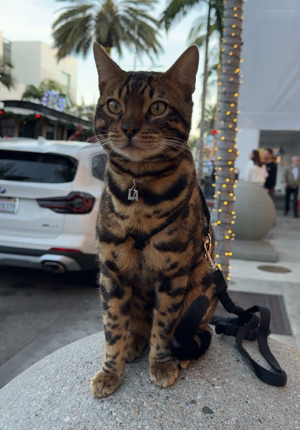 Baki cat in Los Angeles #bengalcat #leopardcat #bengalkitten #snowbengal #fyppp 