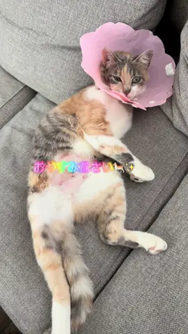 #野良猫 #猫 #三毛猫 #ねこ #猫のいる暮らし #猫癒し #cat #straycat #calicocat #可愛い 