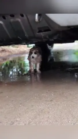 Rescue a puppy #rescue #animals #rescueanimals #rescuedog #puppy #dog 