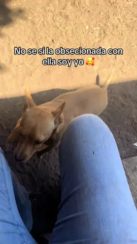 #perro #mexico🇲🇽💯🙌🏼 #gal #par 