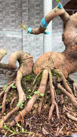 Chỉ mong 1 lần lên xu hướng 😍#maivangbonsai #maivangmientay #xuhuongtiktok 