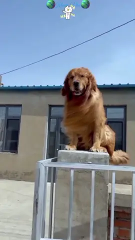 Pets are really cute 😘🤣🤭#🌎Kham Pha🌍#tiktokviral2025 