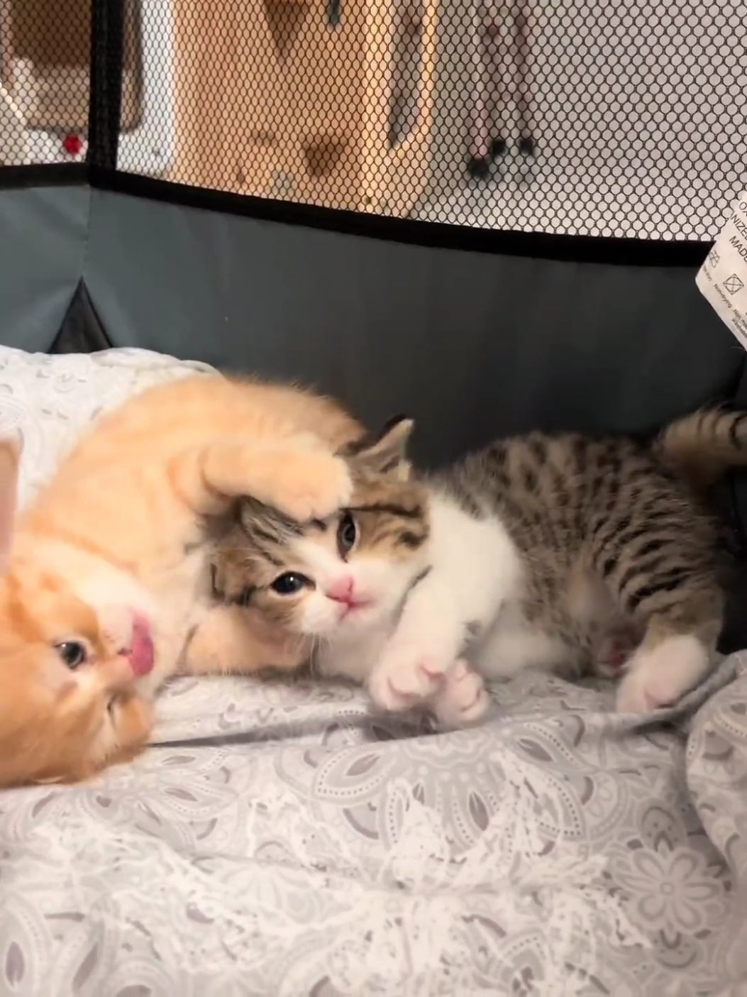 They're locked in an intense kitty brawl.😱#kitten #cats #cute #pets 