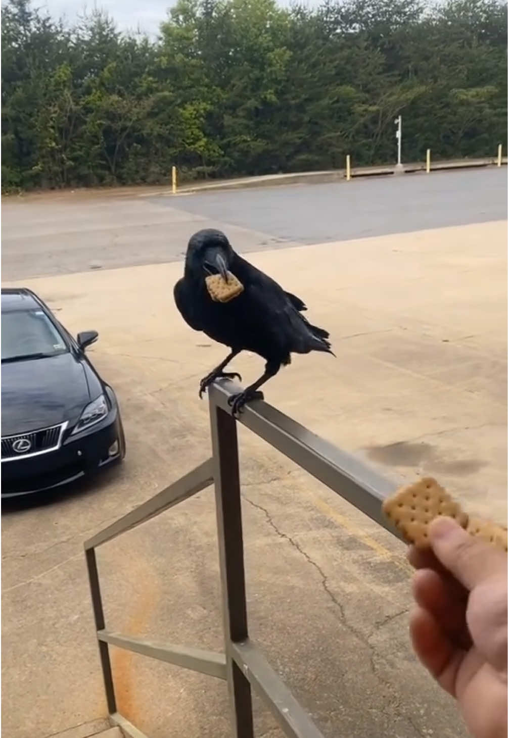 what were you expecting? #fyp #foryou #trending #crow #food 