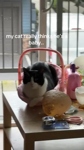just a cat in a baby carrier #cattok #catsoftiktok 