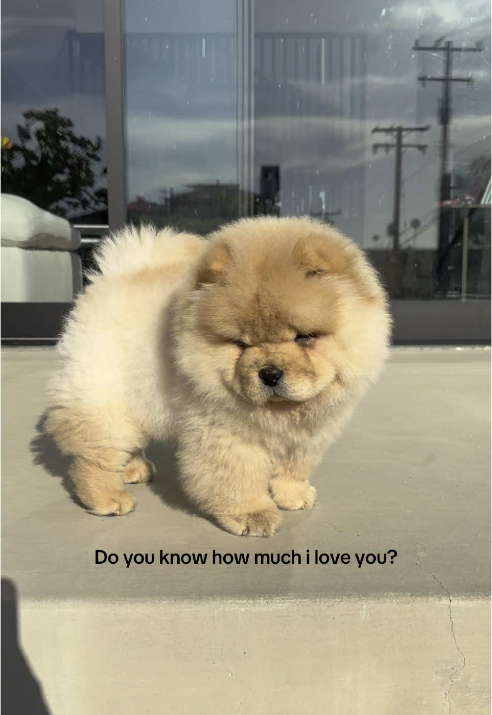 The love of my life 🐾🤍🦁 #fyp #chowchow #puppy #puppycheck #dogmom #draft #cutepuppy #foryoupage #cutepuppyfluffydog #dogtok #viral #puppydog #dogsoftiktok #PetsOfTikTok #puppylove #puppytiktok #puppylife #petlover 