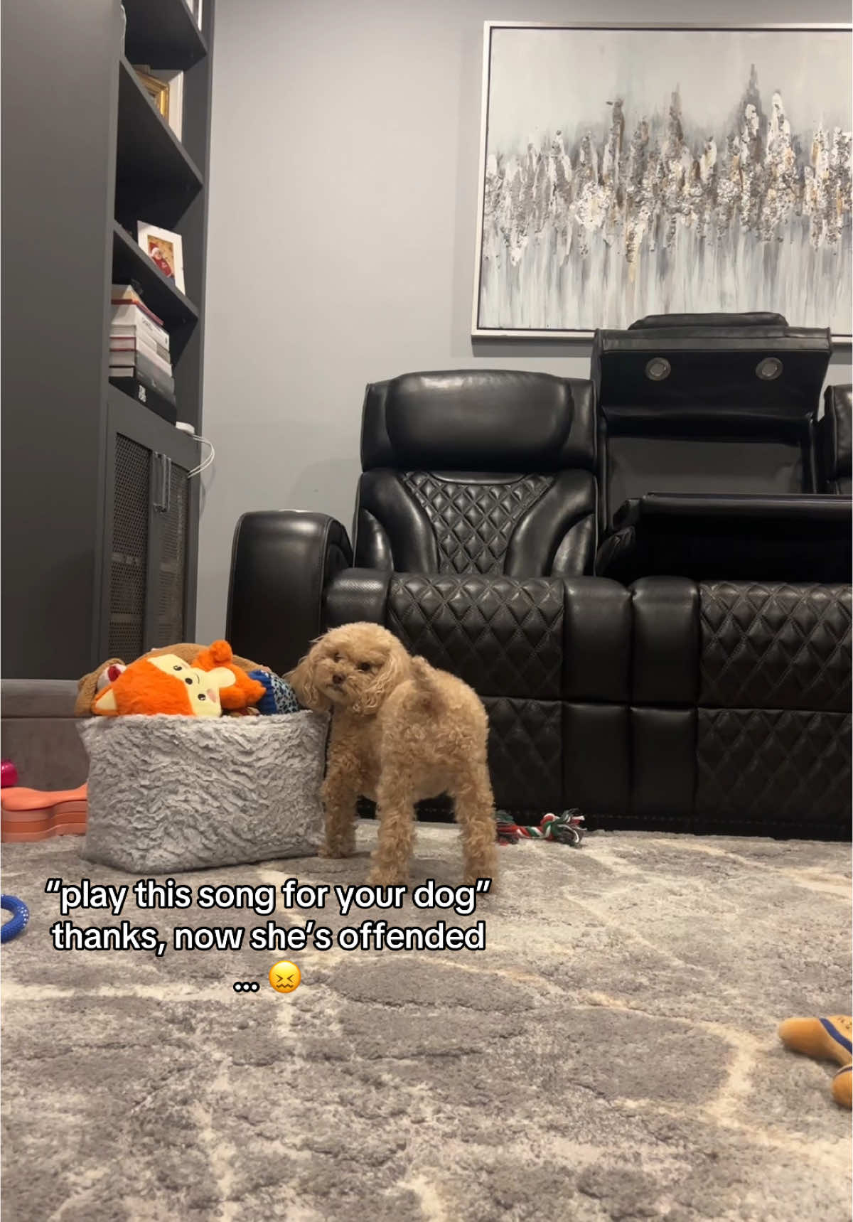 should fendi do a what’s in my basket / toy haul 😝 #maltipoo #dogs #fyp #playthissoundtoyourdog 