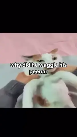 peenar . . . . #cat #catsoftiktok #catlover #catmeme #larry #peenar #thecreature #james #evillarry #carmeme #blanket #wiggle 