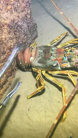 #diving #crab #catchthesea #seaside #seafood #fish #eel #lobster #seangsolofishing