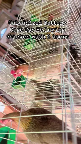 Galvanized Battery Cage for He laying chicken with 1 doors #cage #galvanizedsteel #chicken 