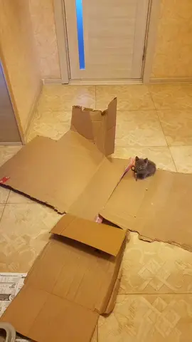 #cat #fypシ #fupシ #рек #recommendations 