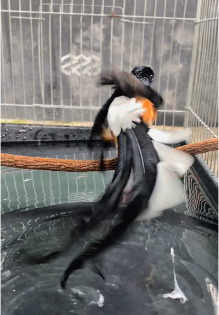 Jemur,mandi,jemur🔥🔥#kicaumania #kicaumaniaindonesia #muraibatuindonesia #muraibatu #fyp 