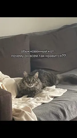 тгк: зубастек  #кот #котик #кошка 
