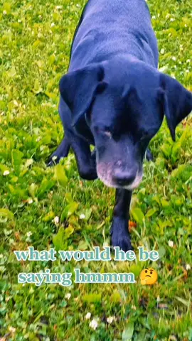 #friendship #follow #genx #dogsoftiktok #PetsOfTikTok #puppy 