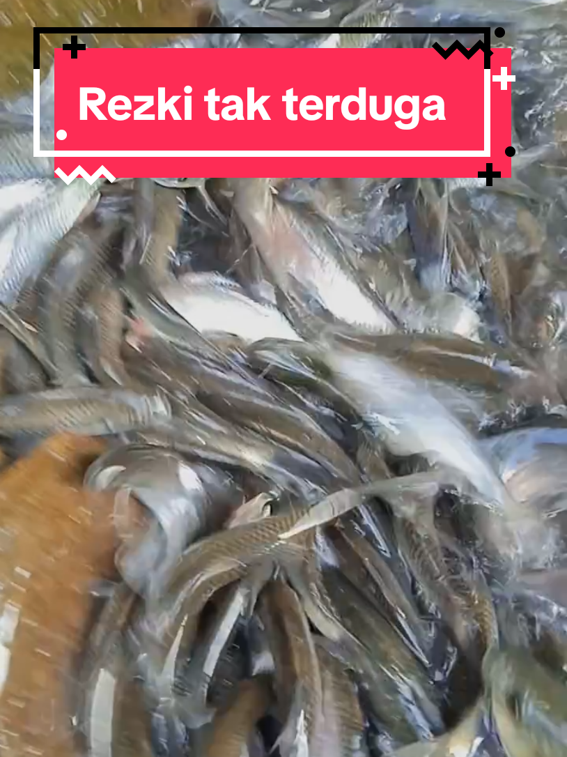 Geromnolan Ikan sungai #tiktokviral #ikansungai #ikan 