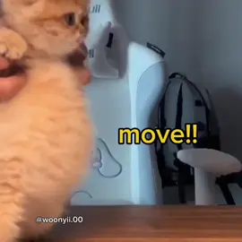 MOVE!!  .  .  .  .  #meme #voiceacting #cat #cute #streak 
