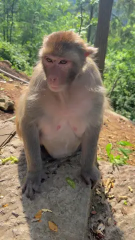 Can monkeys pluck thorns from me?#Monkey 