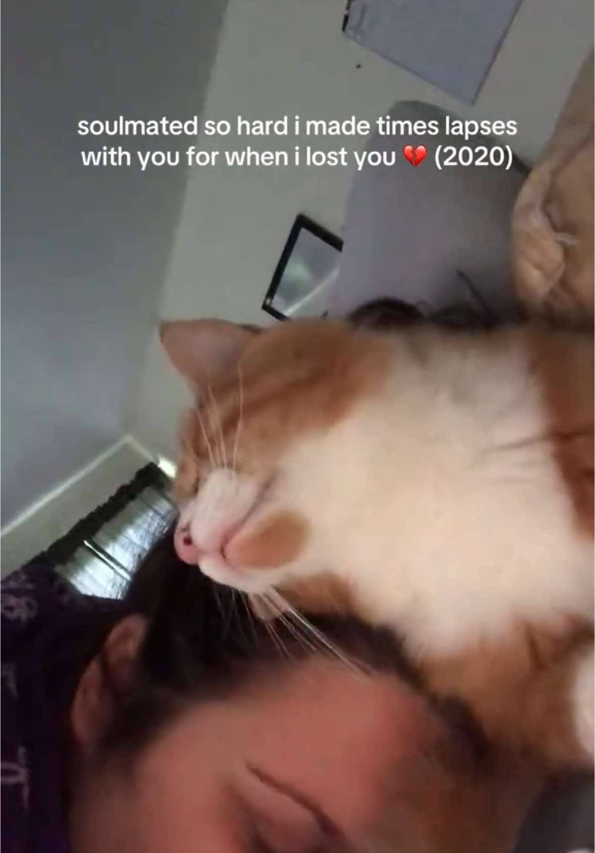 i miss him everyday #rip #catloss #catlover #catsoftiktok #soulmate 