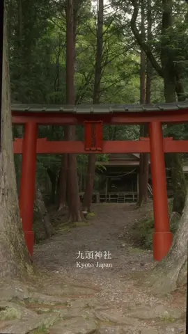木々に守られた小さな神社の大きな存在感 鳥居をくぐると迎えてくれるのは 空へと伸びる二本の杉の巨木 まるで九頭大明神を静かに見守っているような 神々しさに圧倒されます この場所に立つだけで 雄大な自然のパワーを 全身で感じずにはいられません思わず足を止めるようなパワーを感じました #京都 #九頭神社 #パワースポット#kyoto #japan #新緑 #lumix #lumixs9 #