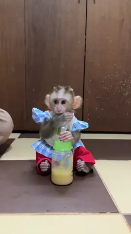 #Monkey #CuteMonkeys #MonkeyLife #WildlifeWednesday #AnimalLovers #PrimatesOfTikTok #FunnyMonkeys #NatureLovers #ZooAdventures #MonkeyMagic Monkey bibi latest video #babymonkey #cutebaby #monkey #animal #monkeydluffy #monkeysoftiktok #fypシ゚viral #foryou #unitedkingdom 
