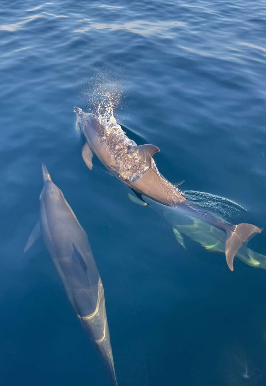 No chasing, no swimming, no stress. Just dolphins in their natural habitat 🐬 -Trip with Karang Divers! #northbali #dolphinbali #indonesia #pemuteran #lovina #dolphintrip #fyp 