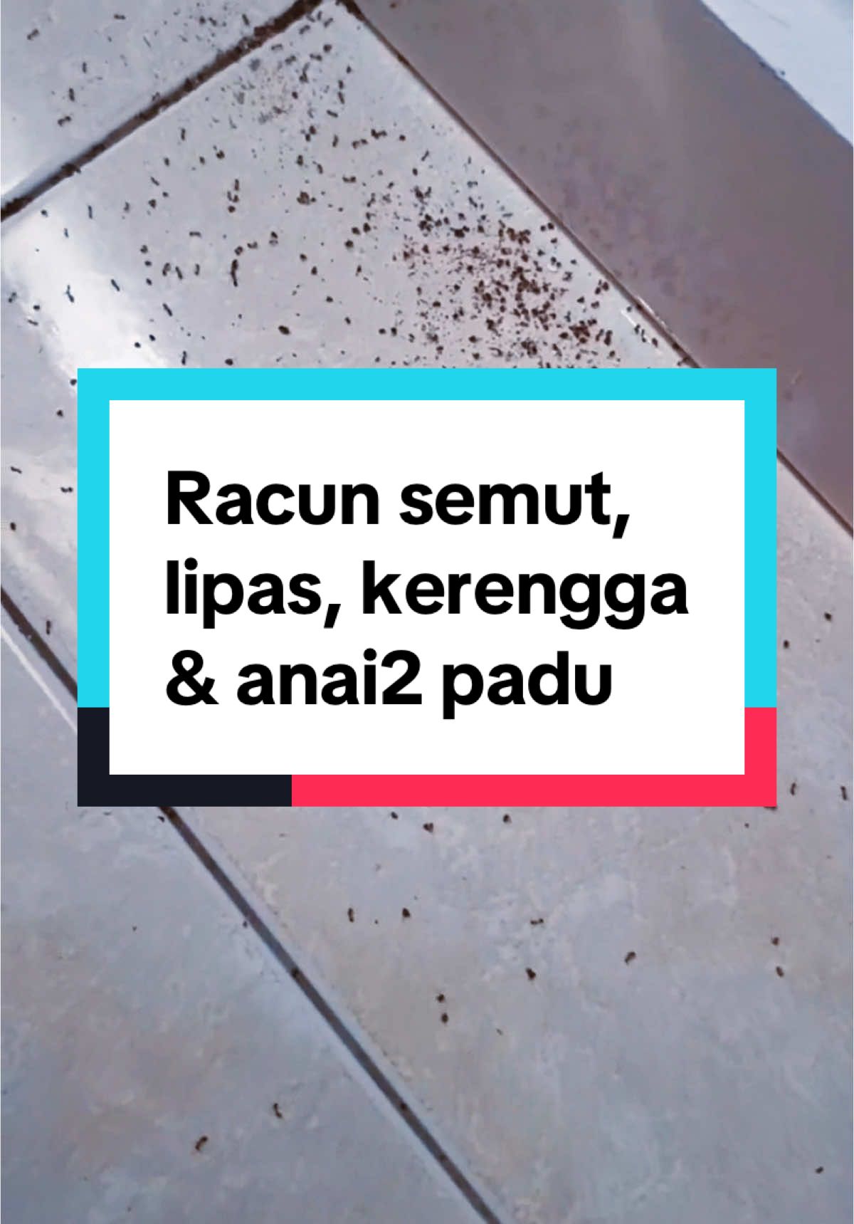 Replying to @Fatimah 93 alhamdulillah #racunsemut #ubatsemut #roachandant #ubatanaianai 