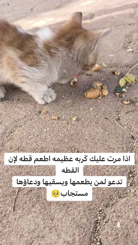 #روح #طعام #قطط #قطه_كيوت #ادعيه_اذكار_تسبيح_دعاء_استغفار #مستجابه #رحمه #رئفه_بالحيوان #دوامي_الصباحي #اطعام_الحيوان #قطط #سرمدا_الدانا_الأتارب_أطمة_حلب_إدلب #الدانا_سرمدا_معرتمصرين_حارم_سلقين #ادلب #🐱 