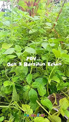 Bersihin Kebun. Nanem apa ya kira-kira? #viral #fyp