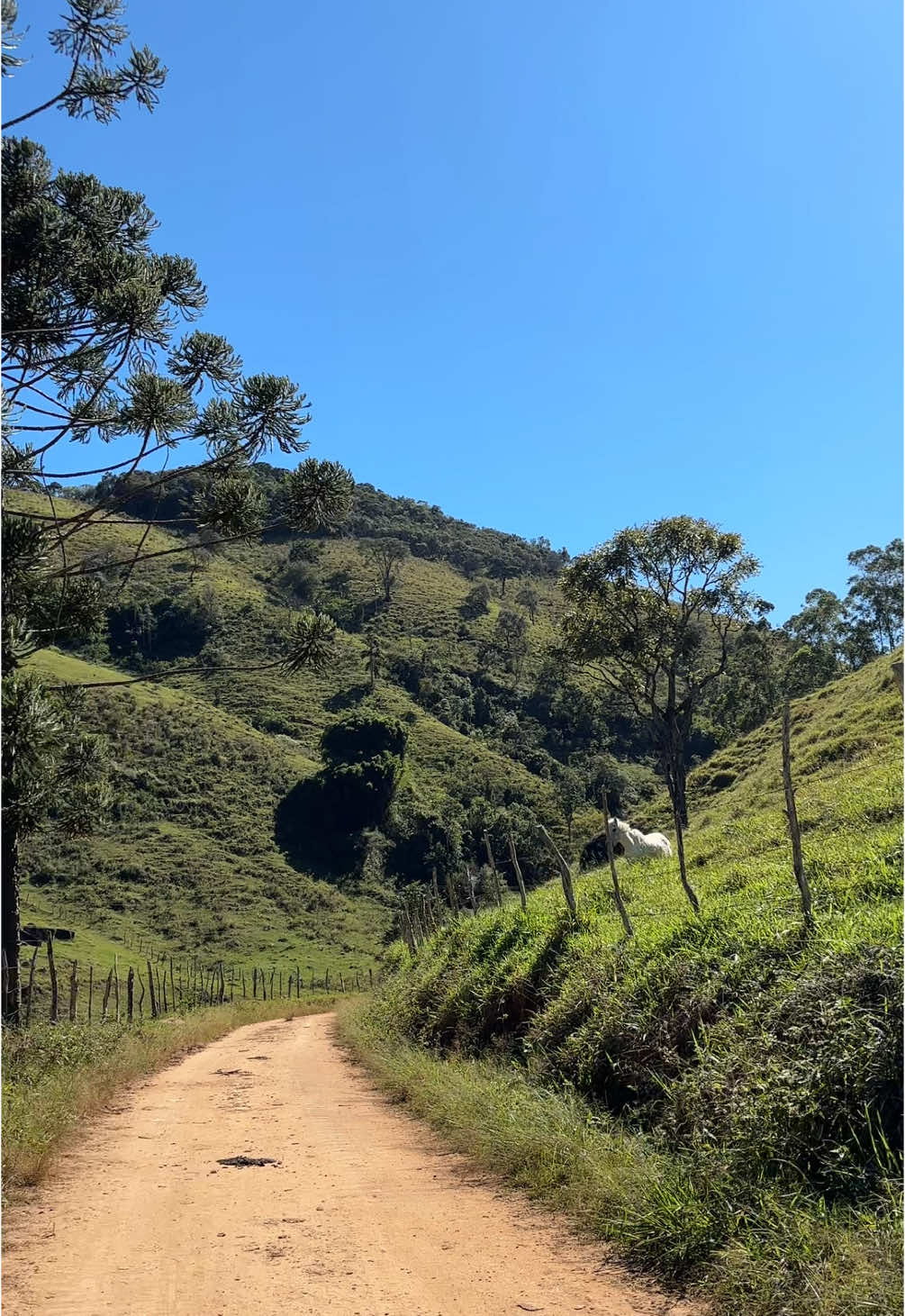 Um lugar perfeito desses para se viver 😍😍😍😍 bom dia meu povo 🙌👏🏼🙏🫶🏼 #roça #simplicidadetrazfelicidade #fazenda #paraiso #deus #bomdiacomdeus 