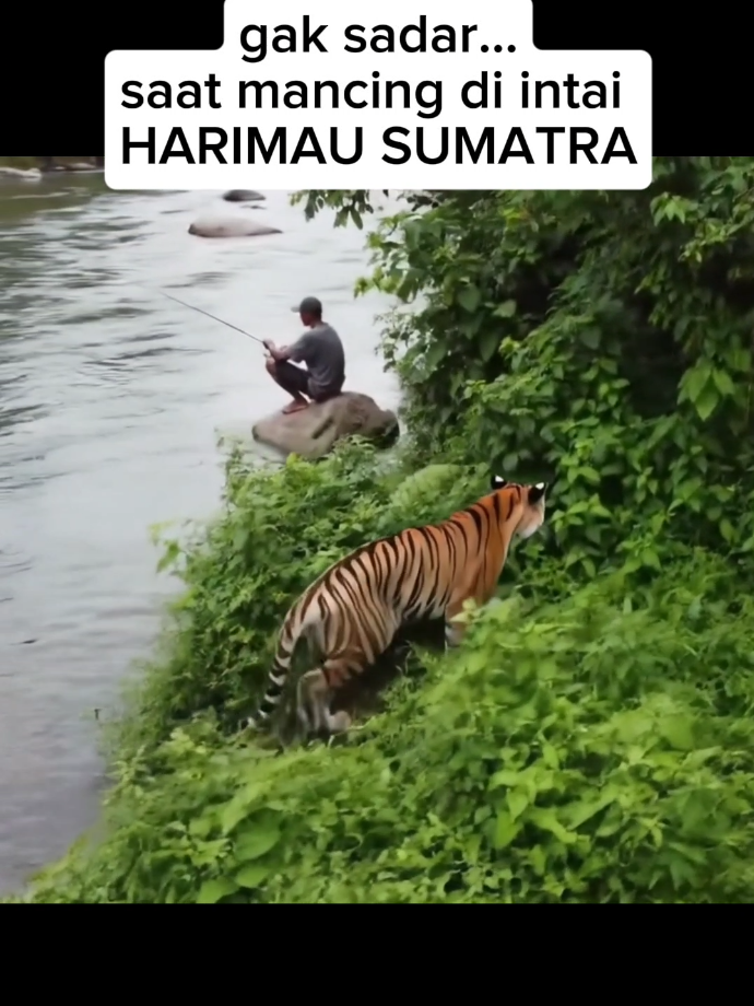 lagi asik mancing di intai Harimau 😲 #harimausumatra #harimau #fyp #viral 