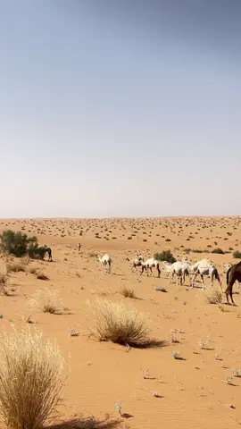 #ماشاء_الله 