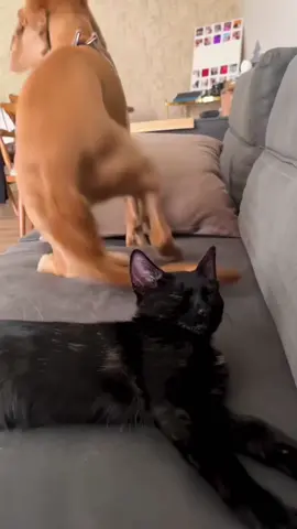 This is why cats hate dogs #funnyvideos #cute #foryou #funny #funnycats #catsoftiktok #usaus #cat #dogsoftiktok 