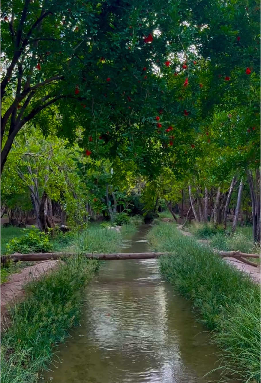Old streets beauty ❤️🌸🍂 .. .. #foryoupage #foryouu #sannu_afridi55 #growaccount #viralvideo #tirahvalley #unfreezeaccount #1milionviews 