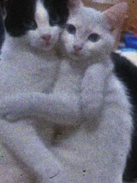 #catsoftiktok #cat #cattok 