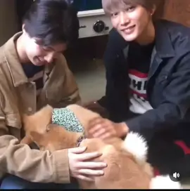 kyoya-kun so kawaii!! #kyoyahonda #hoshikuzurevengers #kyoyahonda #dogs 