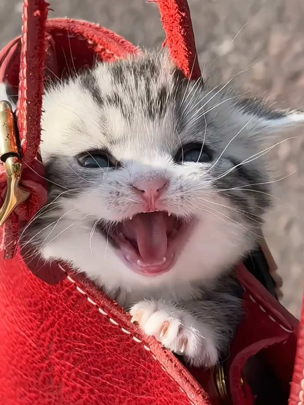 Let's go home quickly.#cutecat #pet #kucing #kitty 