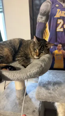 Part 7| #funnycats #funnyanimals #cute #kittentok #fyppppppppppppppppppppppp 